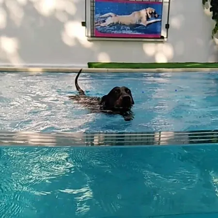 Hotell Kristalex Pet Family