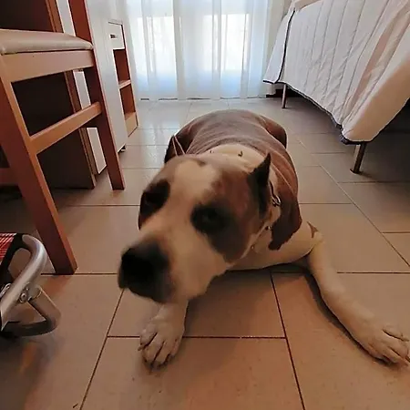Kristalex Pet Friends 3*