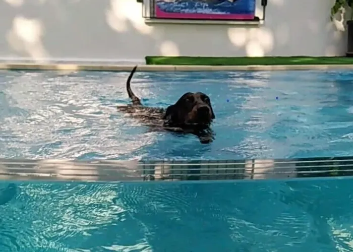 酒店 Kristalex Pet Friends Hotel