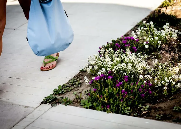 Kristalex Pet Friends チェゼナーティコ